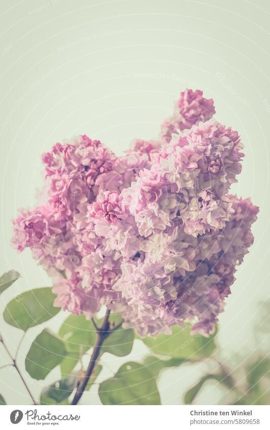 lilac lilac blossoms Spring May Lilac scent Mother's Day Romance blurriness Esthetic Spring Flowering Nature Plant naturally Blossoming Fragrance Bright pretty