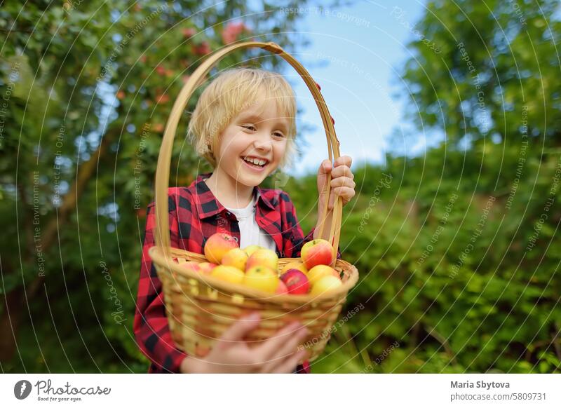 Little boy picking apples in orchard. Child holding straw basket with harvest. Harvesting in the domestic garden in autumn. Fruit for sale. Small business.