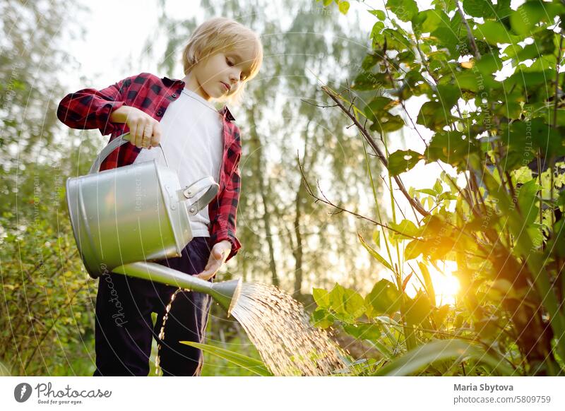 Cute preteen boy watering plants in the garden at summer sunny day. Child helps family with work in domestic garden. Summer outdoors activity and chores for kids during holidays. Happy childhood.