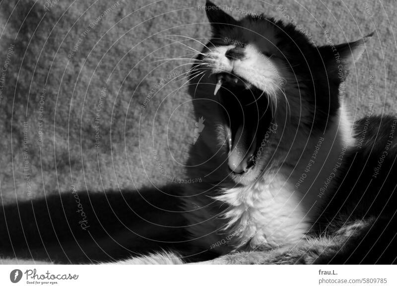 Hangover yawns hangover Cat Animal Lie Pet Domestic cat Love of animals contented relaxed Yawn tired Cat's head Animal portrait