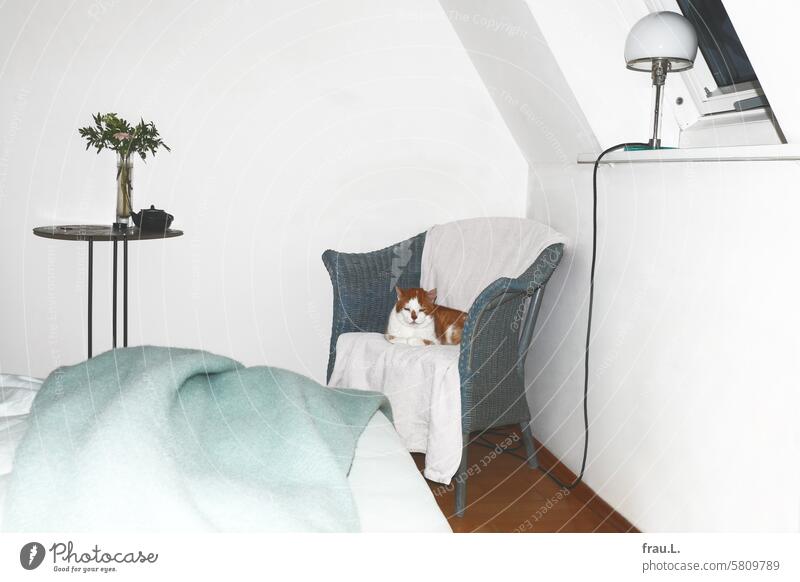 Bedroom with hangover Flat (apartment) Cat Animal Lie Pet Domestic cat Love of animals Armchair