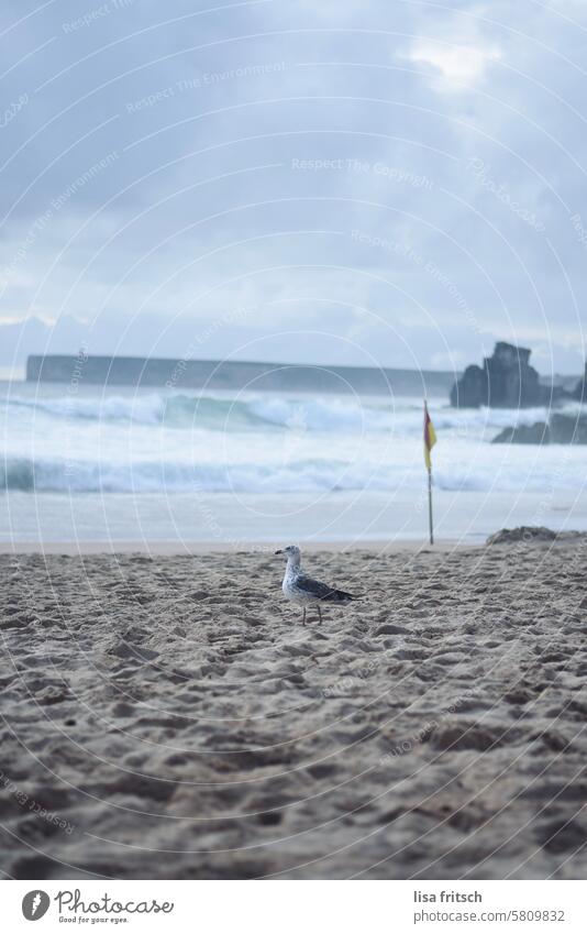 MY. Seagull Beach Ocean Waves Sand Bird Vacation & Travel coast Water Exterior shot Environment windy Freedom Far-off places outlawed Nature Sky Colour photo