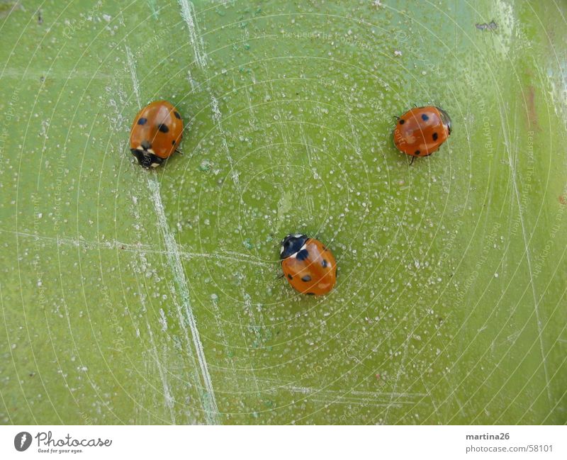 three smart beetles Ladybird Red Green 3 Contrast Insect Scratch mark Crawl Small Animal Beetle Macro (Extreme close-up) Close-up Point Structures and shapes
