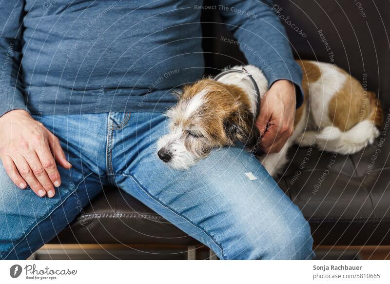 A small terrier dog lies on the legs of a man Dog Sleep Man Pet Animal Lie Fatigue Cute Calm Animal portrait Day Pelt Paw Terrier White Brown Relaxation