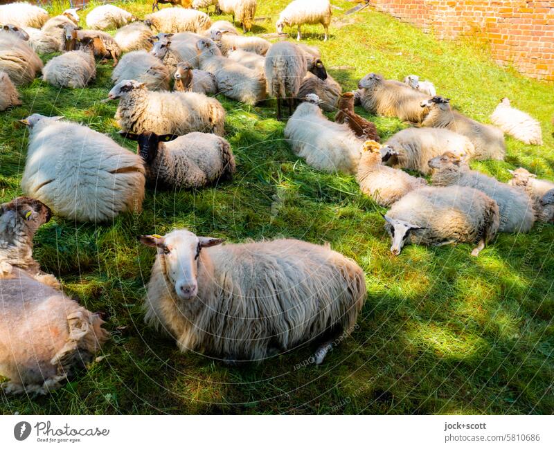 Sheep enjoy idyllic green meadows sheep Farm animal Flock Group of animals Herd Meadow Nature Break Calm relaxed tranquillity Environment Together Serene Shadow