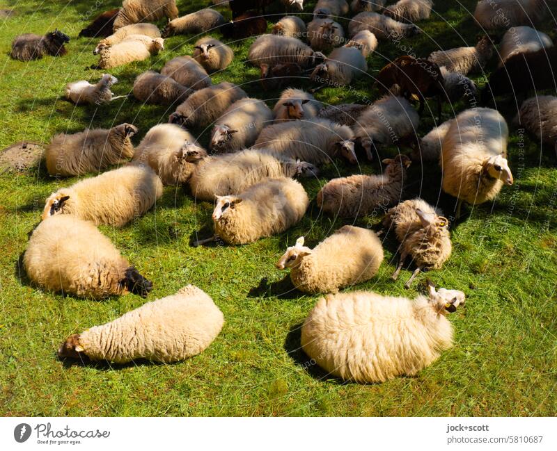 Sheep take a break Meadow Farm animal Nature Bird's-eye view Herd Group of animals Break Flock Calm Environment relaxed tranquillity Together Serene Sunlight