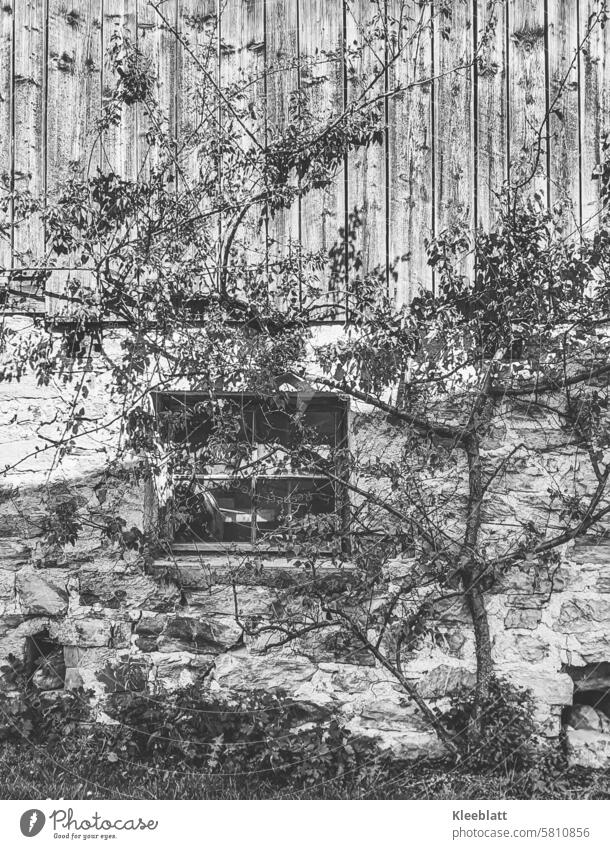 In the shadow of time - Steadfast - old cattle shed with climbing fruit tree on old wooden stone façade - B/W photo Shadow black-and-white Analog Analogue photo