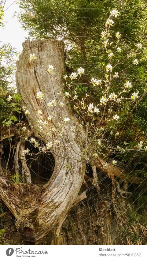 The power of life - Dead tree sprouts anew and blossoms - Miracle of life Wounds of life Power of life dead fresh start Wonder Life Force New Tree Renewal