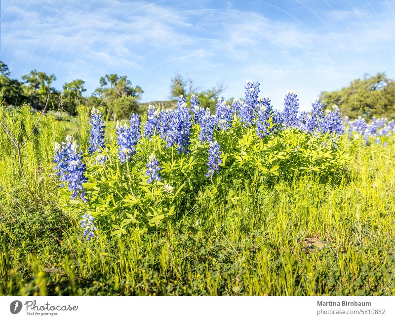 Blue bonnets in a lush green meadow, springtime in Texas blue bonnets garden purple plant background flower nature blossom bloom beautiful texas beauty country