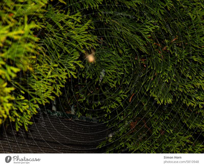 a dense bush with a blurred spider in the foreground shrubby background Spider blurriness Foreground Spin Abseil Hiding place Focus on the background object