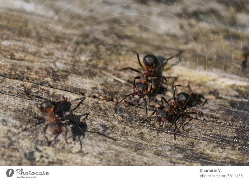 Wood ants - Formica Forest Ants formica three ants animals Wildlife insects Women workers