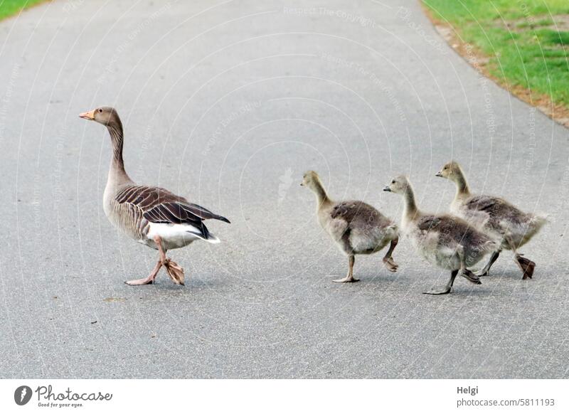 in single file ... Goose Gray lag goose Chick Gosling off Goose step Waddle Movement move Spring Goose family Bird Animal Wild animal Exterior shot Colour photo