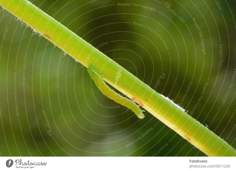 Green caterpillar on a plant stem parasite close crawling nature biology insects background animal monster macro butterfly caterpillar sunlight living Europe