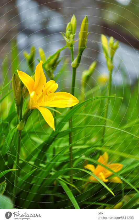 The lily | glow yellow. Flower Blossom naturally Artificial blossom Blossoming flowering flower come into bloom Near Nature heyday romantic Illuminate details