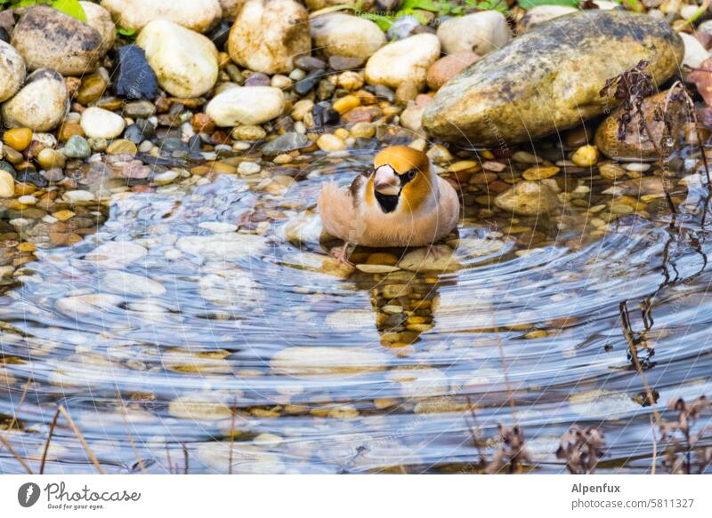 Bathing day at Kernbeißers Hawfinch bathing day bathe polish Wash wash body cleansing Clean Swimming & Bathing Water Pond Shore of a pond Personal hygiene