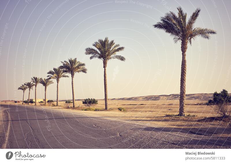 Desert asphalt road with palm trees, travel concept, color toning applied, Egypt. desert highway nature retro toned sun landscape sky empty journey summer