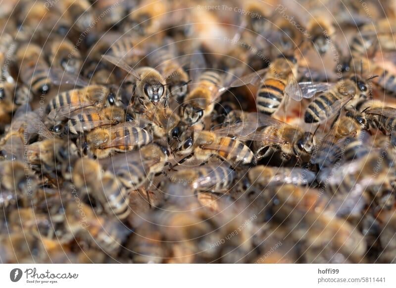 Close-up of bees on a honeycomb beekeeping Bee Beehive Honeycomb Bee-keeper Apiary Honey bee Colony keep beekeepers honeybees honey room Bee cluster Honeytracht
