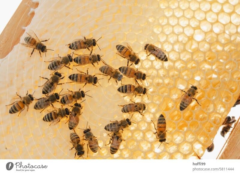 Close-up of bees on a honeycomb against the light beekeeping Bee Beehive Honeycomb Bee-keeper Apiary Honey bee Colony keep beekeepers honeybees honey room