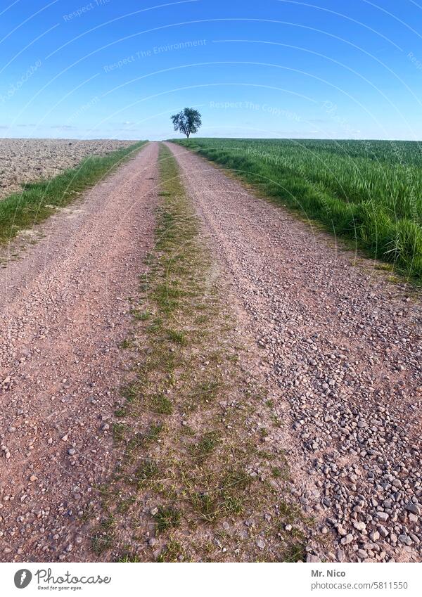 dirt road Lanes & trails Tree To go for a walk Environment Landscape naturally Idyll Loneliness off silent Hiking Promenade Footpath Vanishing point