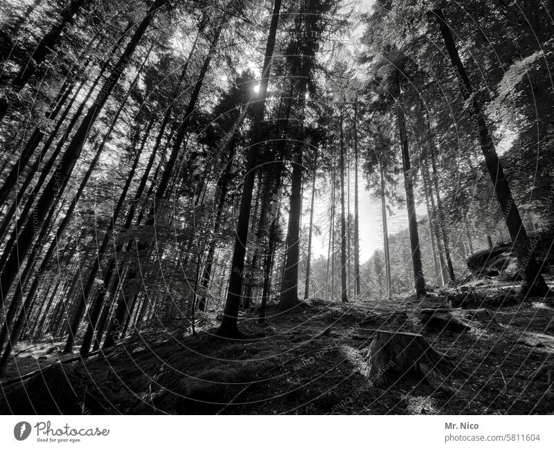 Black Forest Nature trees Landscape naturally Forest atmosphere hilly woodland Forest walk Woodground Environment