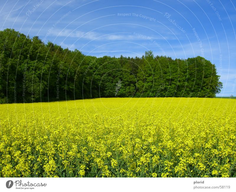 Yellow Flowers Under The Blue Sky Bad weather Clouds Smear White Edge of the forest Green Dark green Forest Blossoming Meadow Consistent Field Summer