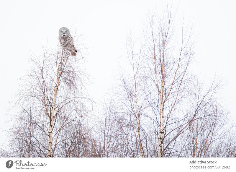 Great grey owl perched on a winter birch tree great grey owl forest camouflage bird nature wildlife majestic natural slender leafless cold outdoor predator