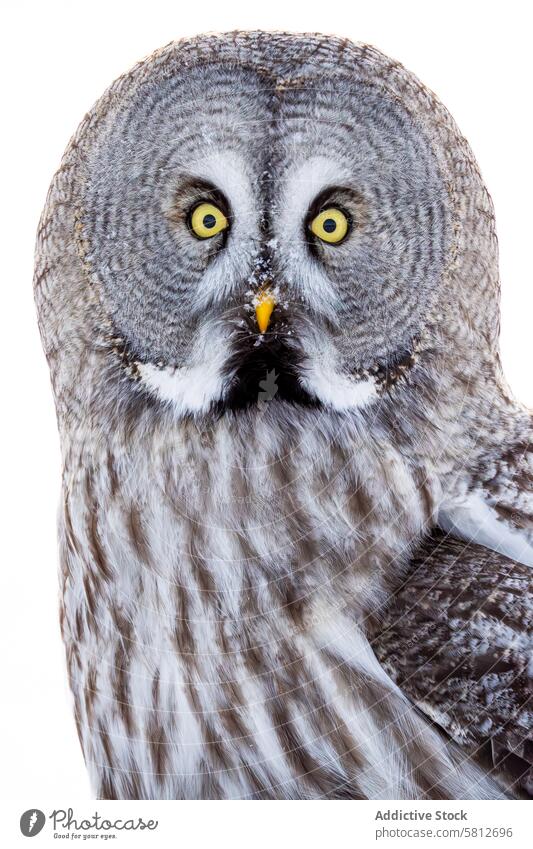 Close-up portrait of a Great grey owl with piercing eyes great grey close-up bird predator raptor wildlife plumage yellow eyes intense staring majestic