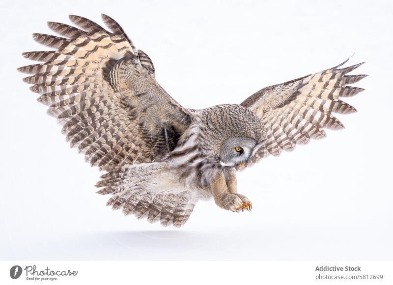 Majestic great grey owl in mid-flight against white bird wings spread flying white background wildlife majestic nature feather bird of prey predator graceful