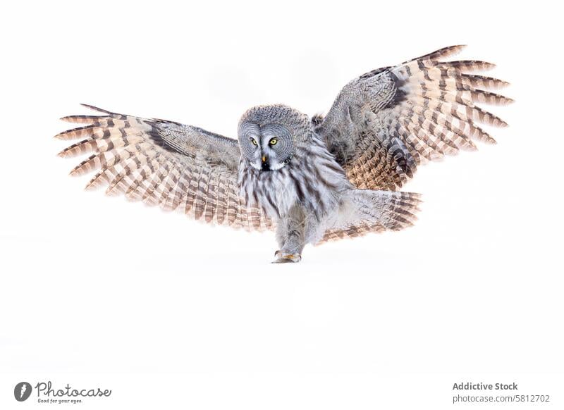 Great grey owl in mid-flight against white background great grey owl bird raptor wingspan feathers wildlife nature animal airborne predator isolated plumage