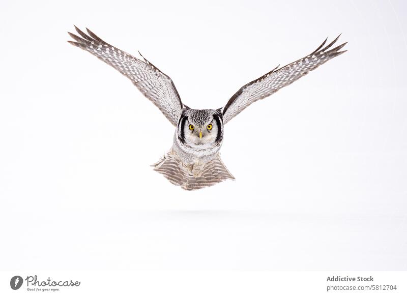 Hawk owl in flight on a clear background bird wildlife raptor nature wings flying predator feathers eyes mid-flight white background majestic avian nocturnal