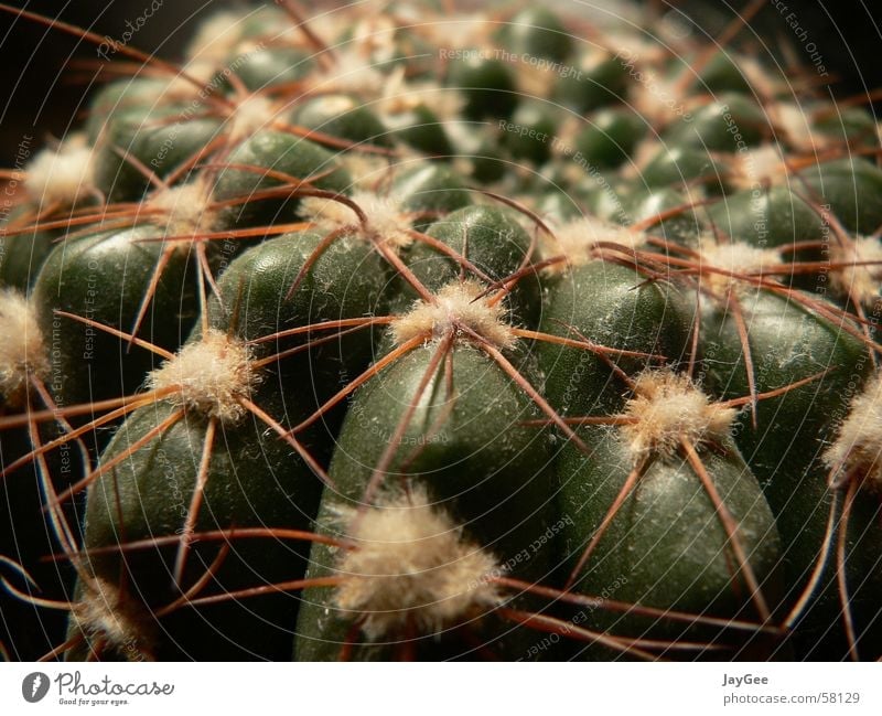 Dusty cactus that already had its best time behind it. Cactus Plant Still Life Thorn Green Yellow Absorbent cotton Fruity Transience Calm Aggression