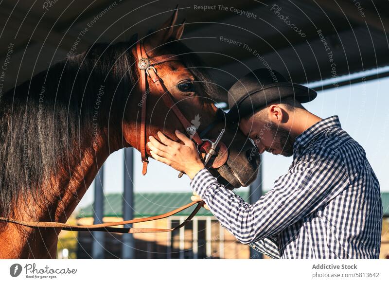 Man taking care of his brown horse in an equestrian center nature animal farm equine groom stable stallion ranch livestock friend pet mammal barn beautiful