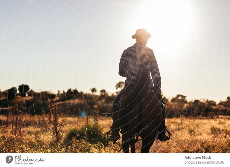 Man in hat riding a horse in the countryside at sunset nature man young animal ranch cowboy person equine beautiful equestrian pet field evening stallion care