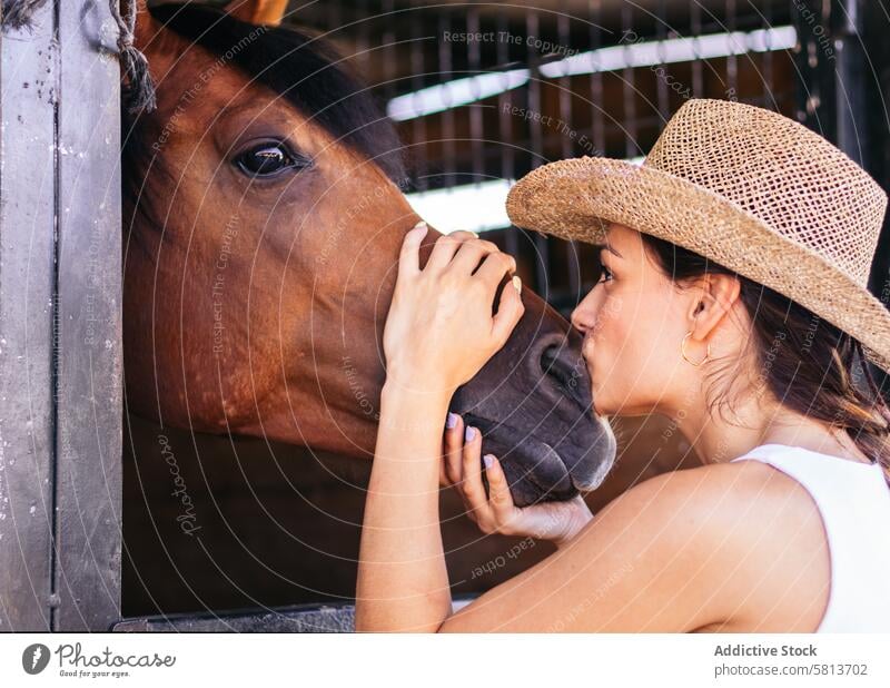 Woman taking care of his brown horse in the stable woman rider nature animal equestrian farm equine groom stallion ranch livestock friend pet mammal barn