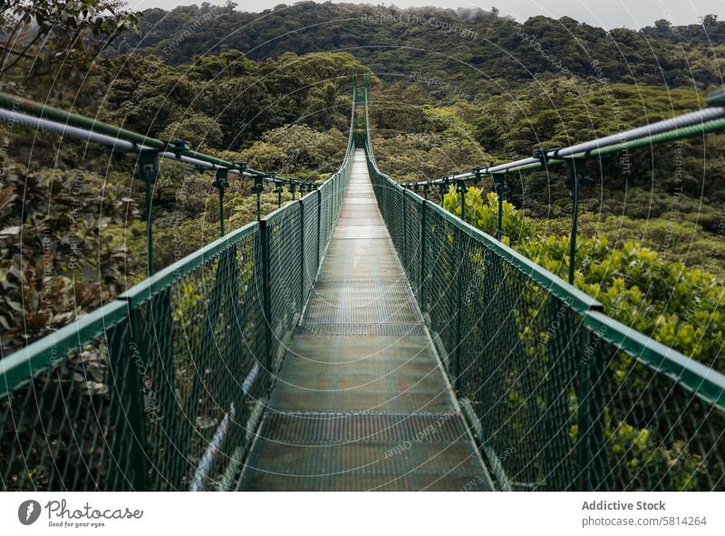 large bridge in the jungle of Monteverde, Costa Rica natural tree green background park landscape travel nature outdoor plant forest environment season tourism