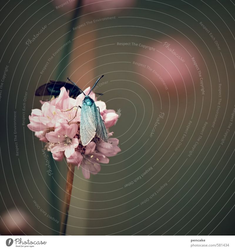 under the sign of the ram Nature Plant Animal Summer Flower Meadow Butterfly Wing Sign Esthetic Exotic Crazy Beautiful Pink Turquoise Burnet Universe Sphere