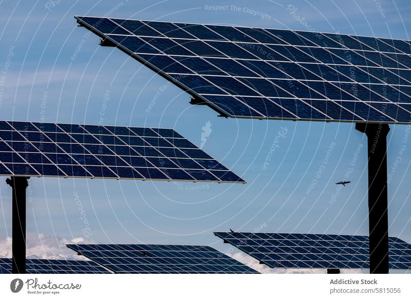 Integration of Nature and Renewable Solar Energy solar panel renewable energy nature bird silhouette sky blue technology environmental sun power clean energy
