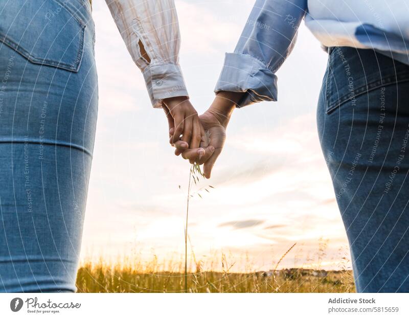 couple holding hands on a beautiful field at sunset nature love summer people woman romantic happiness lifestyle two relationship grass romance family female