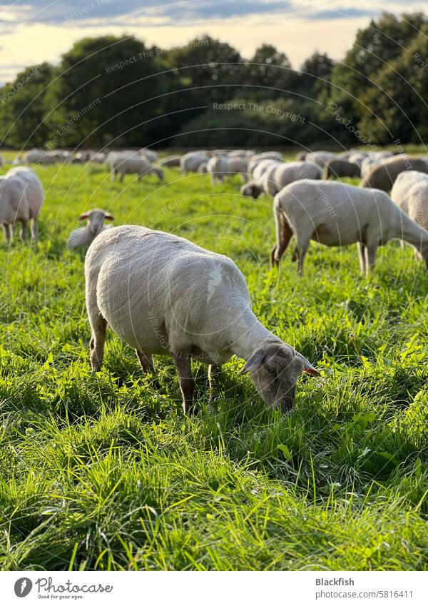 Flock of sheep grazing in a meadow graze Meadow Herd Group of animals Sheep Farm animal Nature Landscape Wool Farm animals Lamb's wool Exterior shot Willow tree