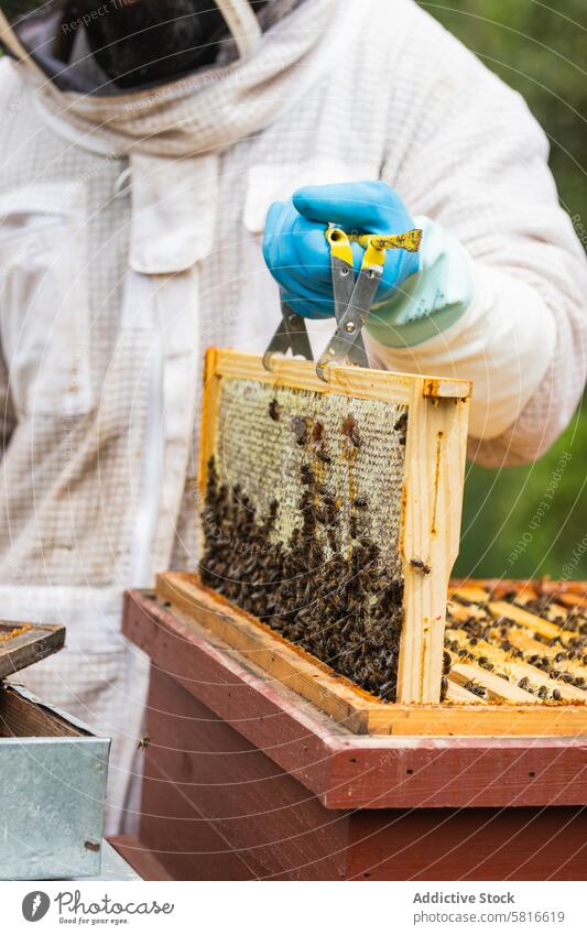 Anonymous beekeeper with honeycomb in apiary beehive work insect garden protect summer professional equipment costume countryside nature collect organic yard
