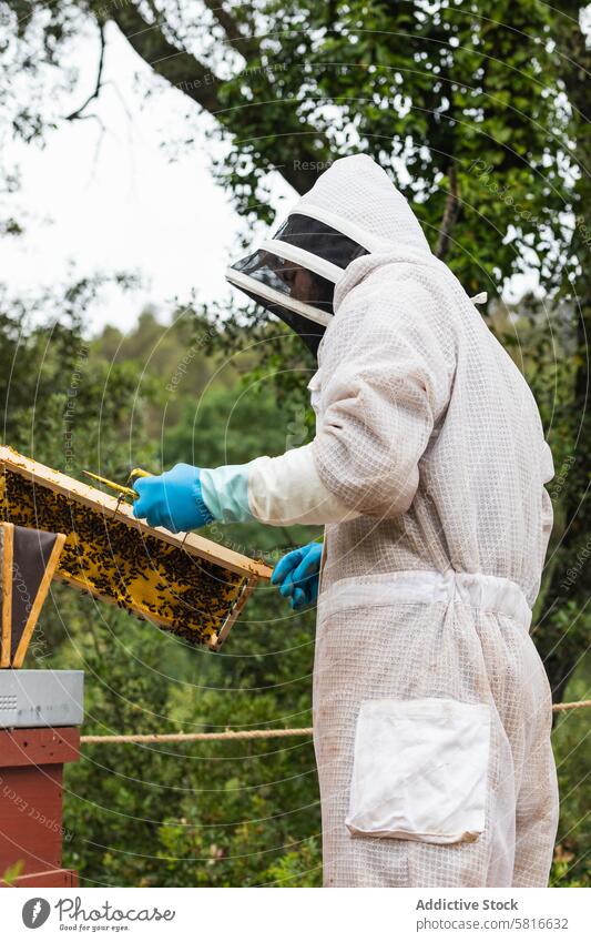 Unrecognizable beekeeper with honeycomb in apiary beehive work insect garden protect summer professional equipment costume countryside nature collect organic