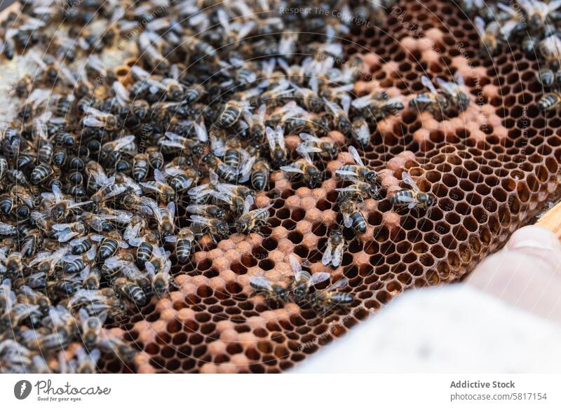 Bees on honeycomb in apiary bee insect beehive beekeeping many countryside swarm small rural daylight farm summer daytime specie creature natural season rustic