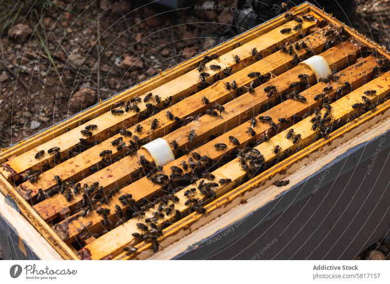 Bees in hive in apiary bee beehive insect many swarm sunny wooden small rural daylight farm summer daytime countryside beekeeping specie creature sunlight