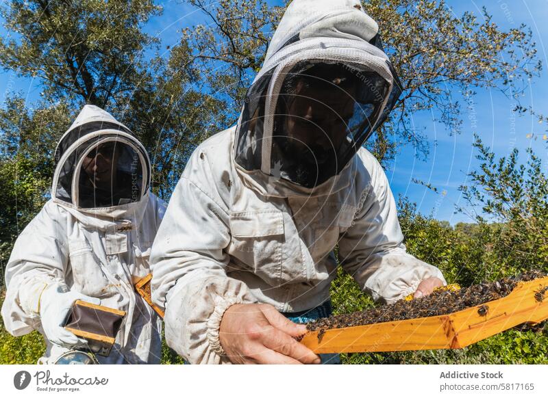 Beekeepers working together in apiary beekeeper honeycomb beehive beekeeping costume insect garden summer protect suit sunny professional daytime nature farm