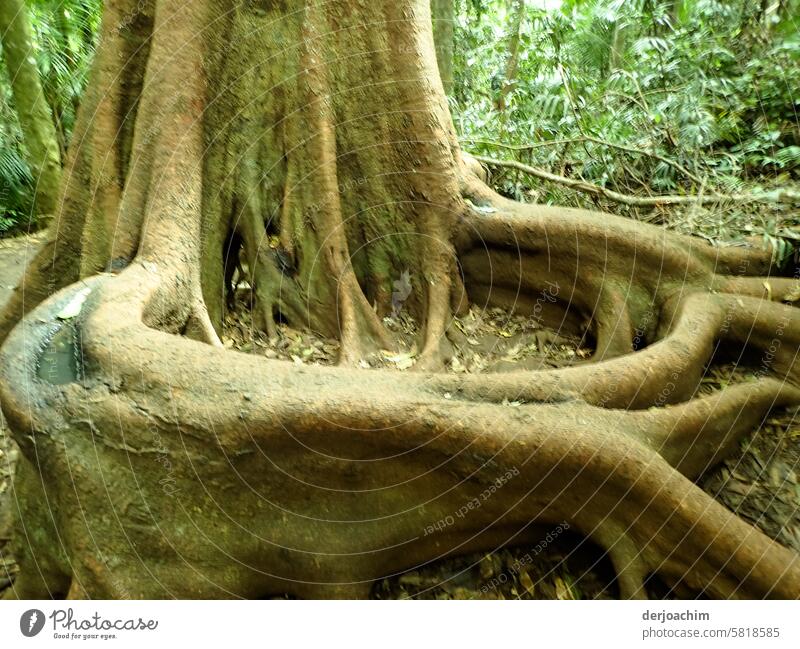 A very unusual tree growth of roots. tree roots Deserted Day Nature Tree Landscape Plant Exterior shot Colour photo Sky Forest Beautiful weather Summer