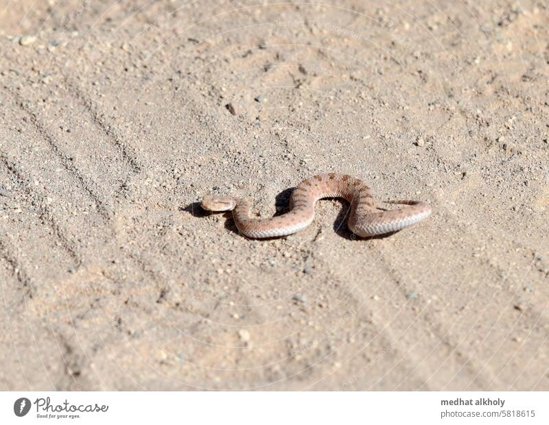 Sndviper , located in the eastern desert. the most dangerous snake of all. Snake Reptiles Wild animal Nature desert landscape