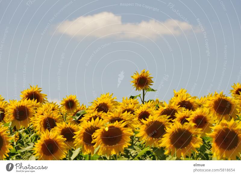 Field of sunflowers with a fair weather cloud in the sky Sunflower Flower Helianthus annuus Sunflower field Tongue blossoms Yellow Summer Agriculture solar star