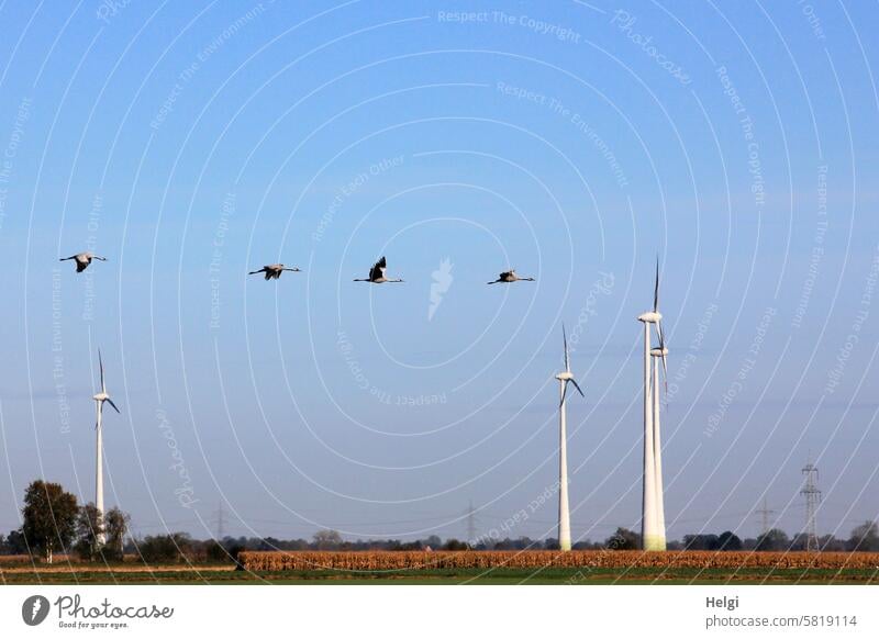 Cranes fly past wind turbines Bird Migratory bird Wild animal Flying bird migration windmills Wind turbines Energy Energy generation Formation flying Sky
