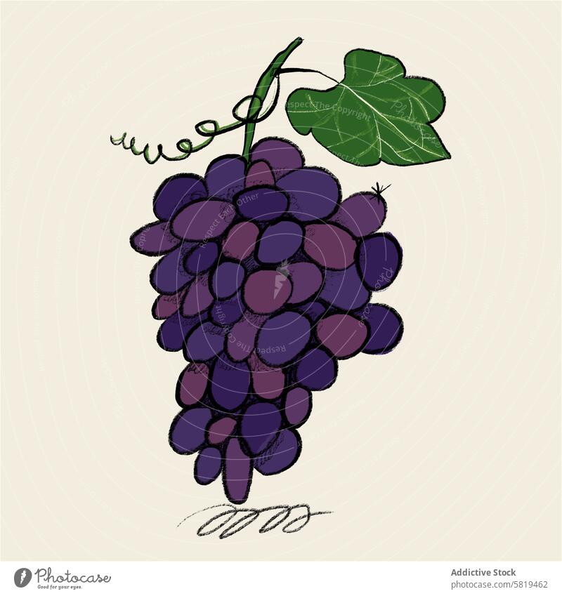 Illustration of a bunch of purple grapes illustration fruit leaf vine hand-drawn textured lush green stem tendril drawing artistic food agriculture vineyard