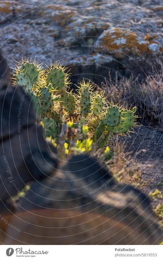 #A0# Attention cactus Cactus cactus plant Cactus field Cactus Flower Cactaceae Plant Nature cacti Green Colour photo Summer Exterior shot Thorn Botany